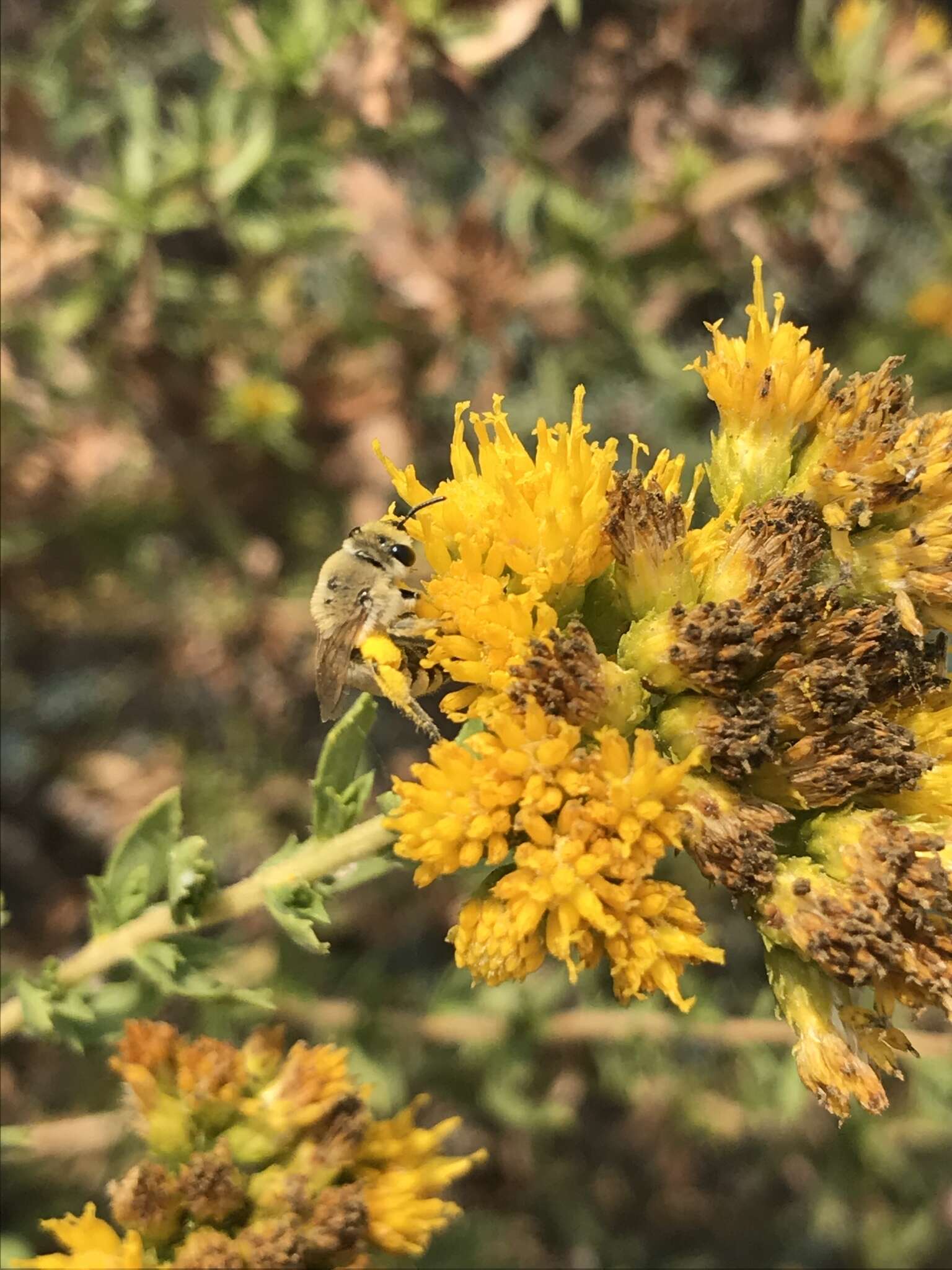 Image of Colletes ochraceus Swenk 1906