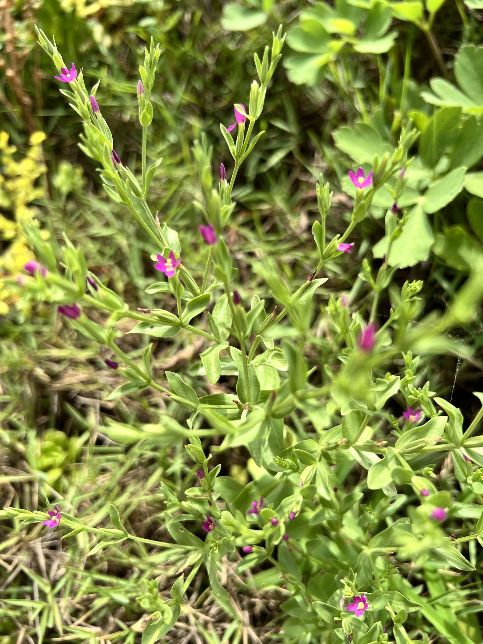 Image of Schenkia japonica (Maxim.) G. Mansion