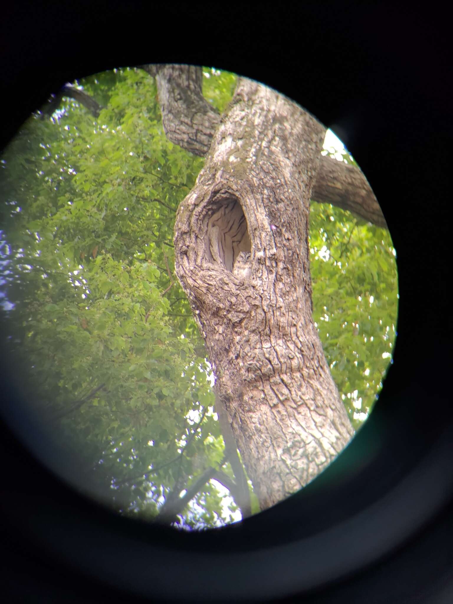 Image of Otus lettia glabripes (Swinhoe 1870)