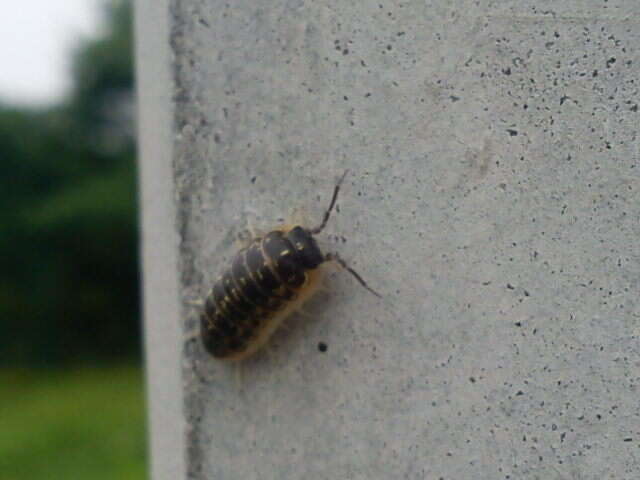 Armadillidium versicolor Stein 1859 resmi