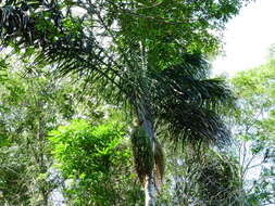 Imagem de Oenocarpus distichus Mart.