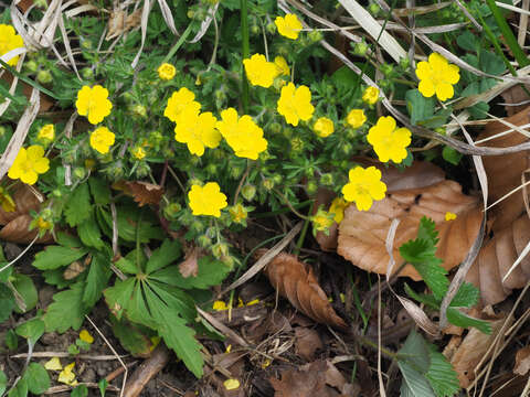 Image of Potentilla heptaphylla L.