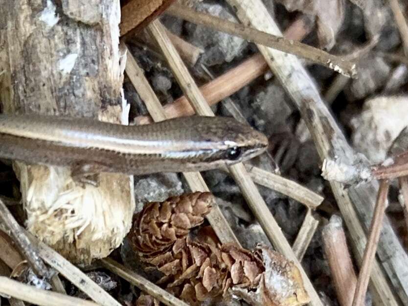 Image of Rüppell's snake-eyed skink