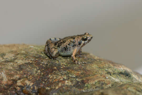 Image de Microhyla butleri Boulenger 1900