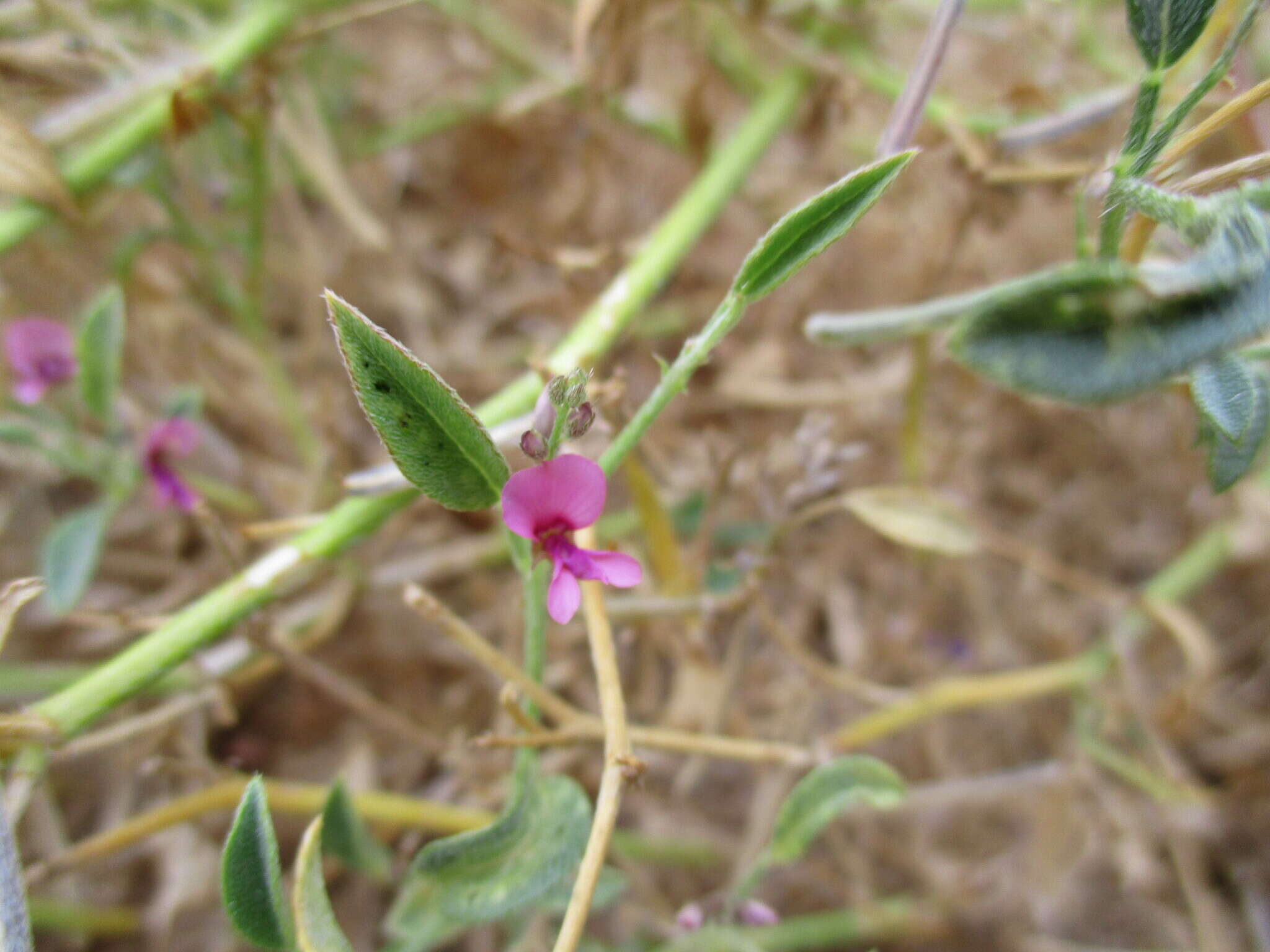 Image of Tephrosia monophylla Schinz