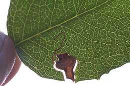 Image of Stigmella braunella (Jones 1933) Wilkinson et al. 1979