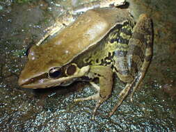 Image of Guenther's Amoy Frog