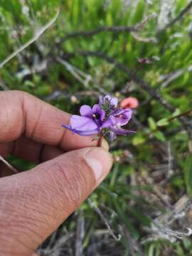 Image of Diascia macrophylla (Thunb.) Spreng.