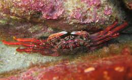 Image of Crustacea