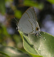 Image of Hypolycaena erylus himavantus Fruhstorfer 1912