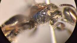 Lasioglossum clypeare (Schenck 1853) resmi