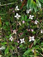 Image of Arcytophyllum filiforme (Ruiz & Pav.) Standl.