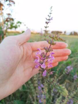 Imagem de Salvia pratensis subsp. haematodes (L.) Arcang.