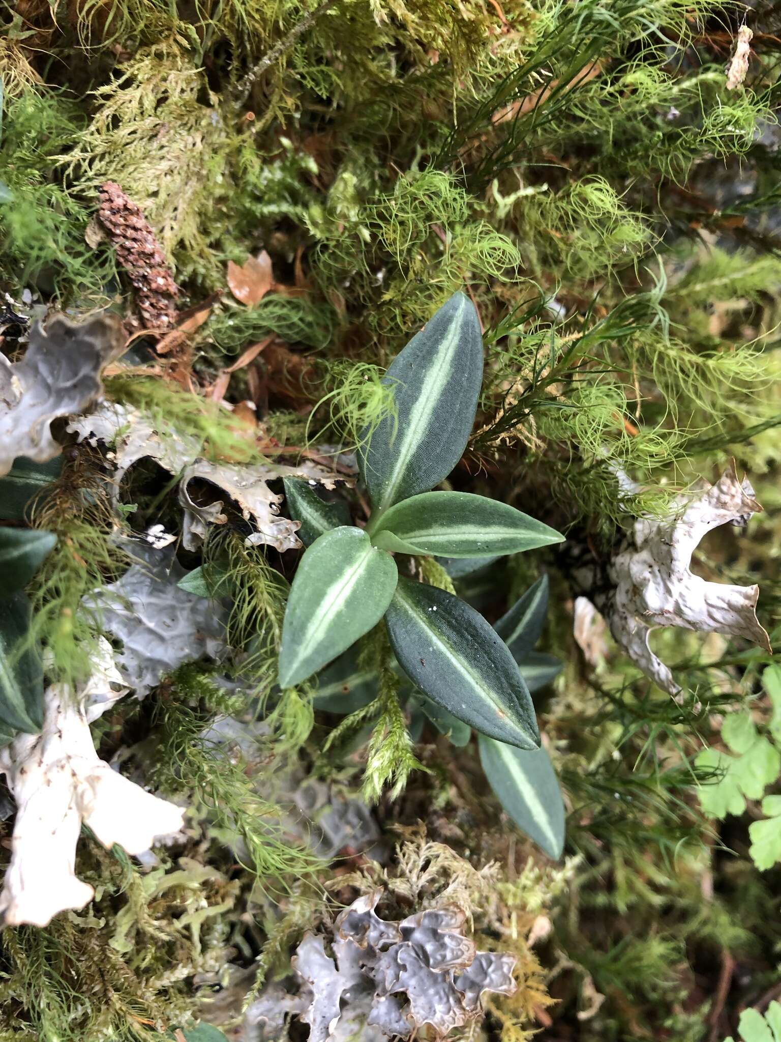 Image of Goodyera nankoensis Fukuy.