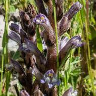 Imagem de Phelipanche rosmarina (G. Beck) Banfi, Galasso & Soldano