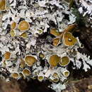 Image of Austroparmelina pseudorelicina (Jatta) A. Crespo, Divakar & Elix