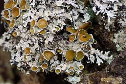 Image of Austroparmelina pseudorelicina (Jatta) A. Crespo, Divakar & Elix