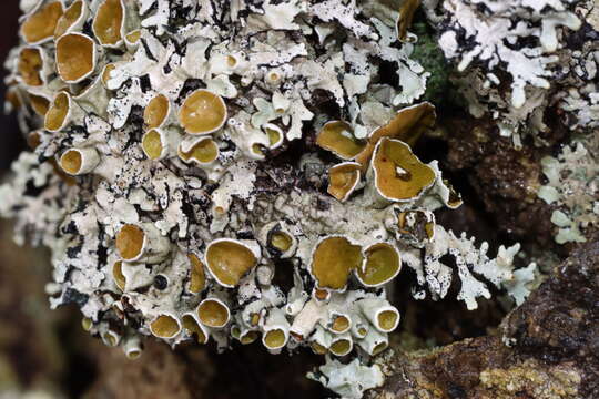 صورة Austroparmelina pseudorelicina (Jatta) A. Crespo, Divakar & Elix