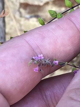 Image of Micromeria teneriffae (Poir.) Benth. ex G. Don