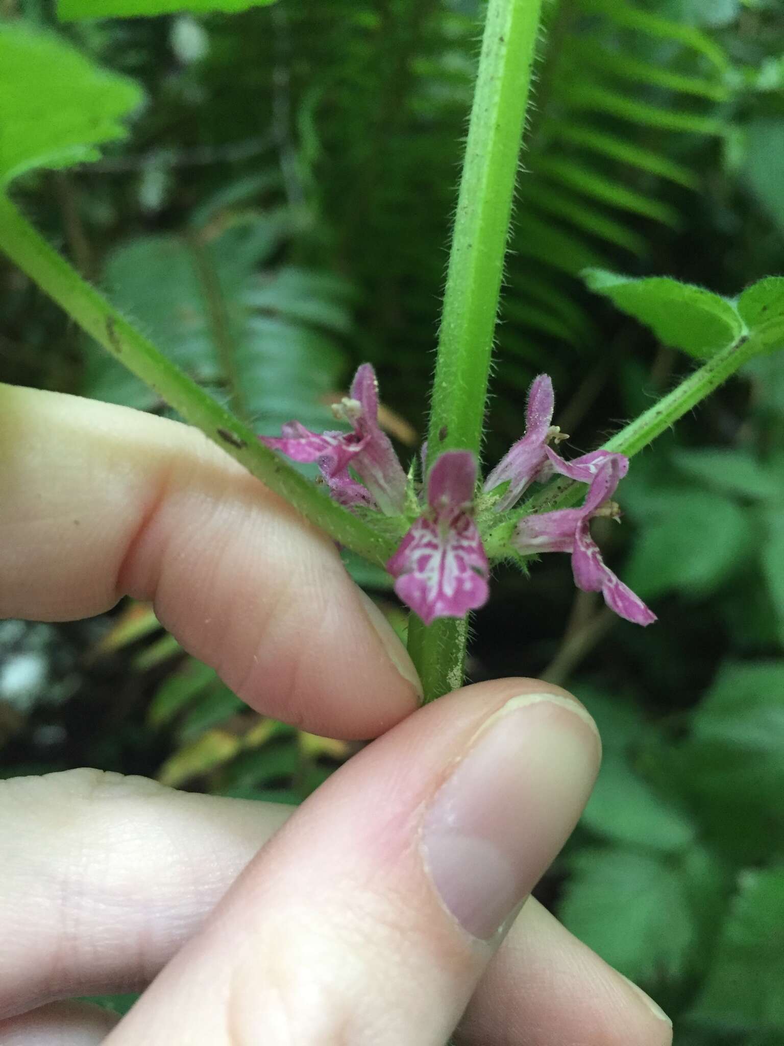 Imagem de Stachys mexicana Benth.