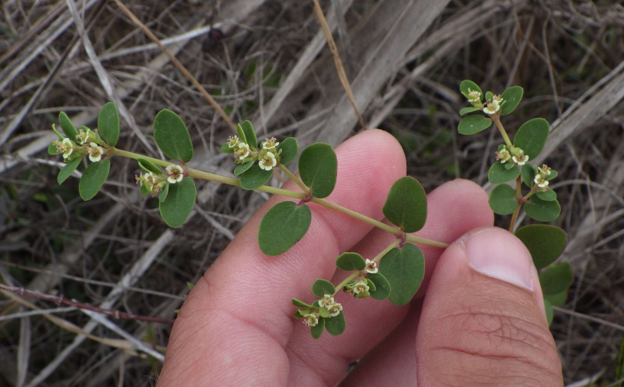 Слика од Euphorbia porteriana (Small) Oudejans