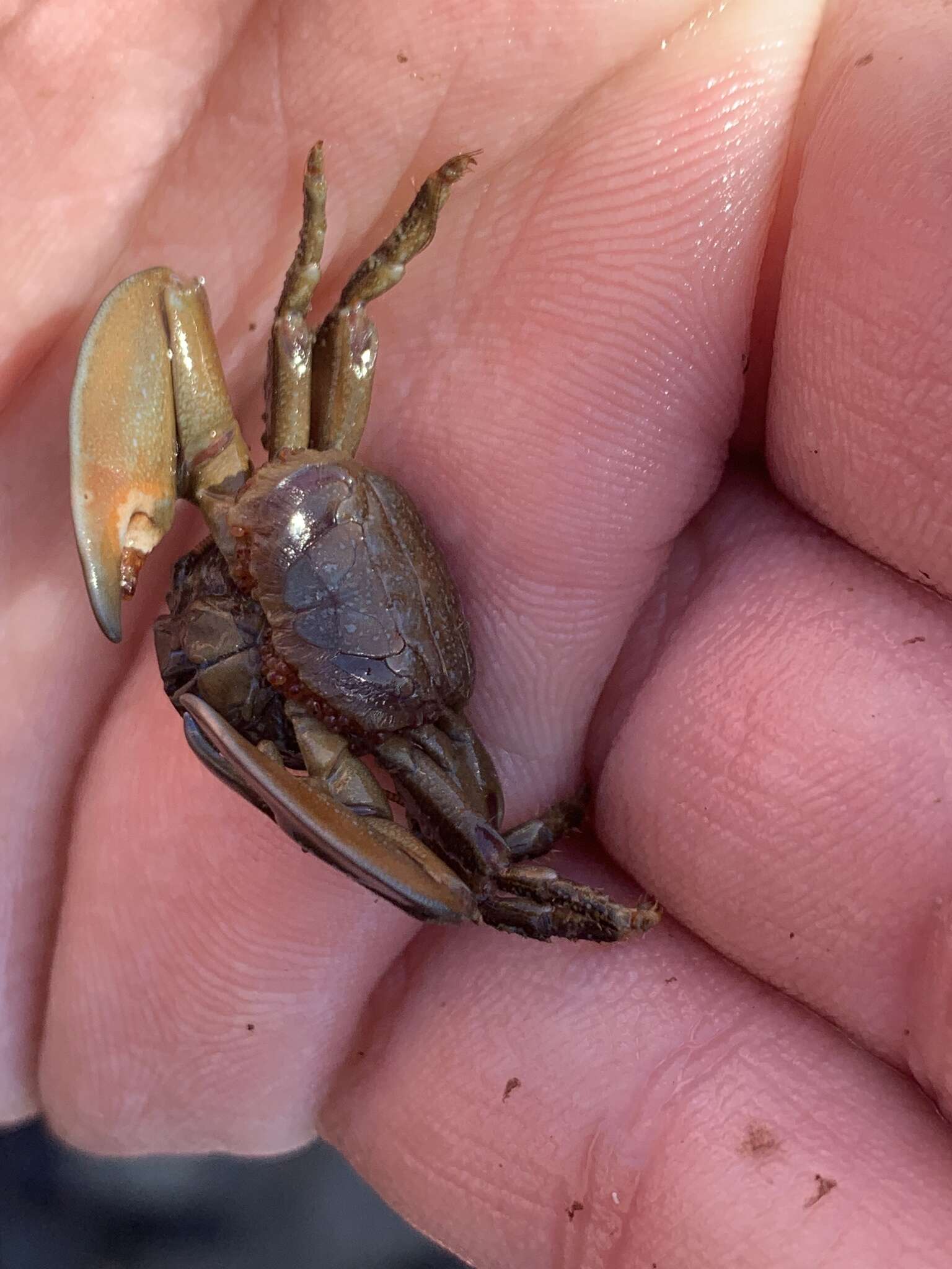 Image of chocolate porcelain crab