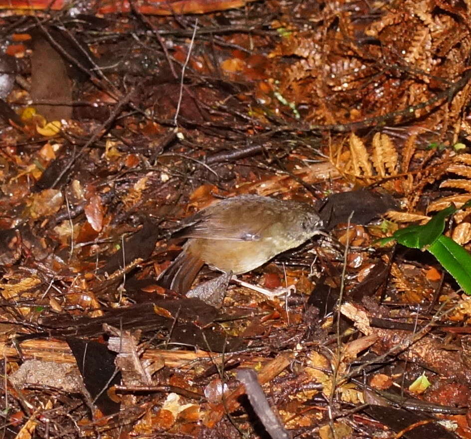 Image of White-browed Scrubwren