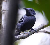 Слика од Willisornis poecilinotus gutturalis (Todd 1927)