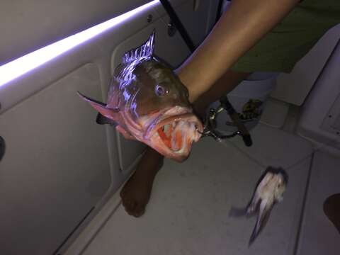 Image of Red Grouper