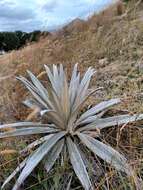 Sivun Celmisia semicordata subsp. stricta kuva