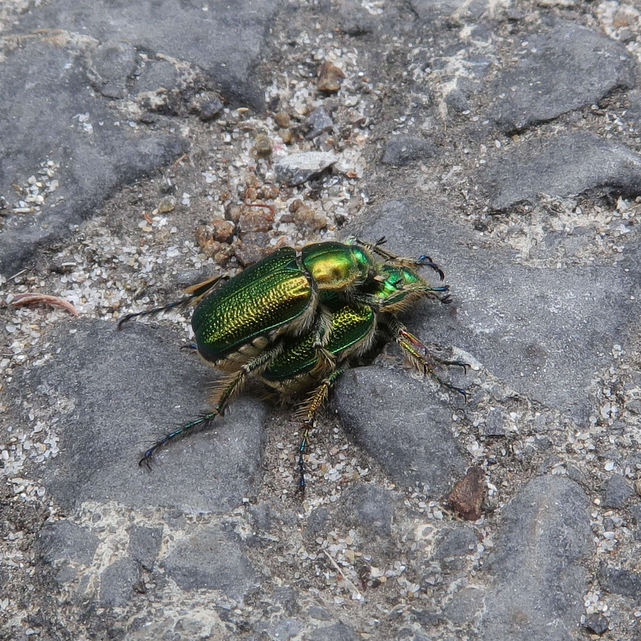 صورة Diphucephala colaspidoides (Gyllenhal 1817)