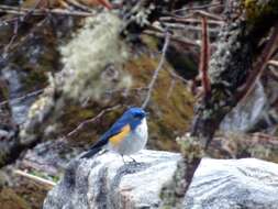 Image of Himalayan Bluetail