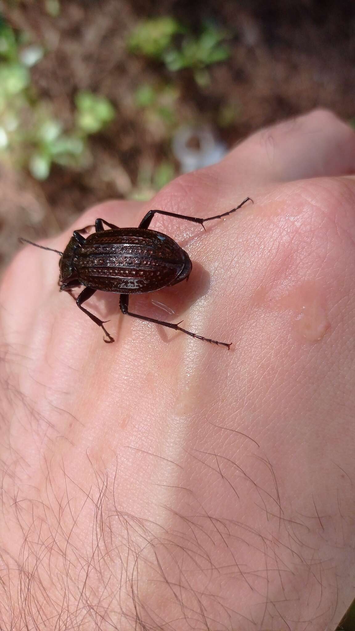 Image of Carabus (Macrothorax) rugosus celtibericus Germar 1824