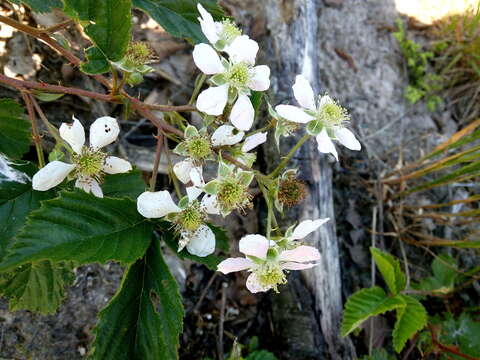 Image de Rubus polonicus Barr. ex Weston