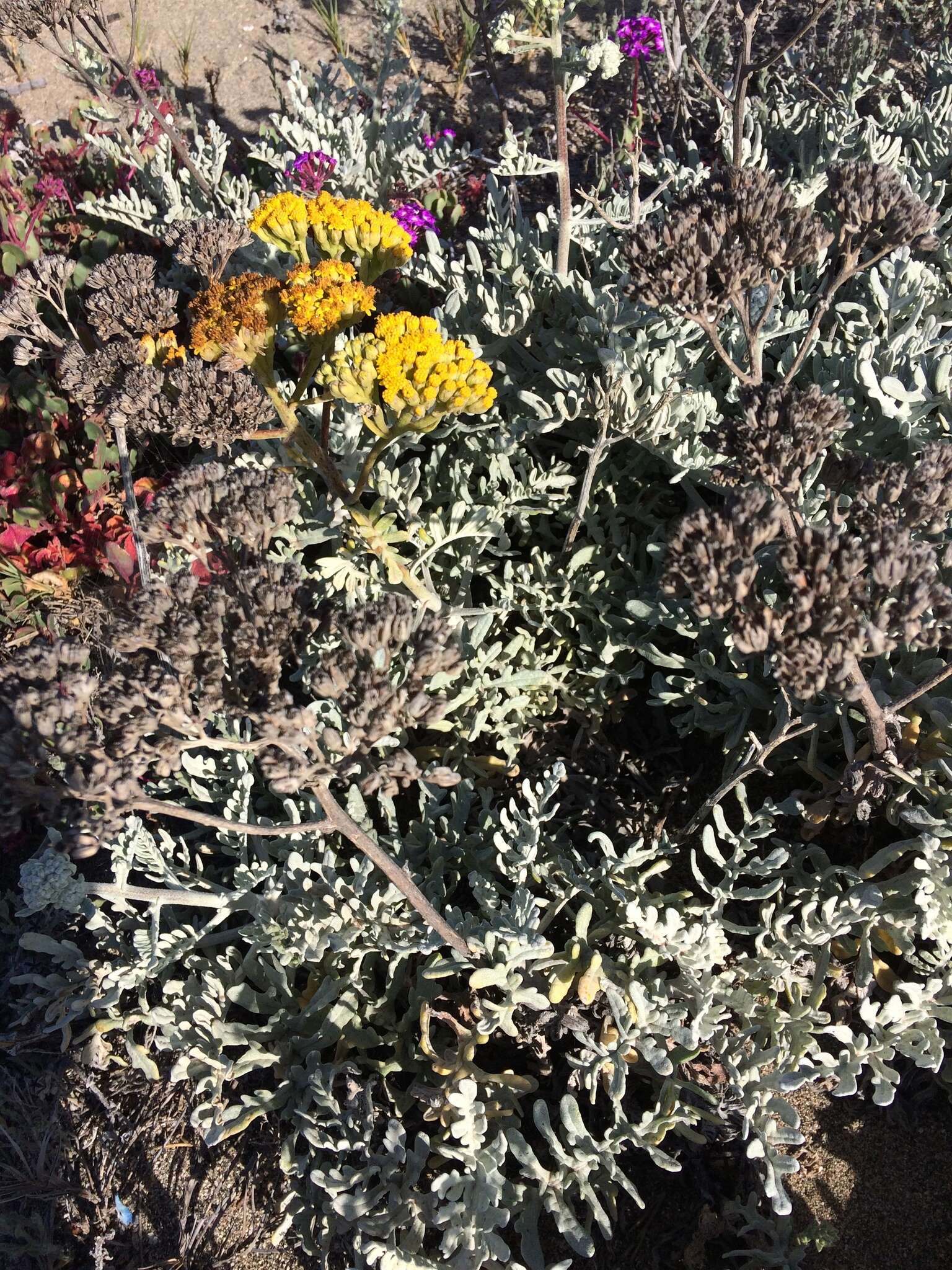 Image of woolly sunflower