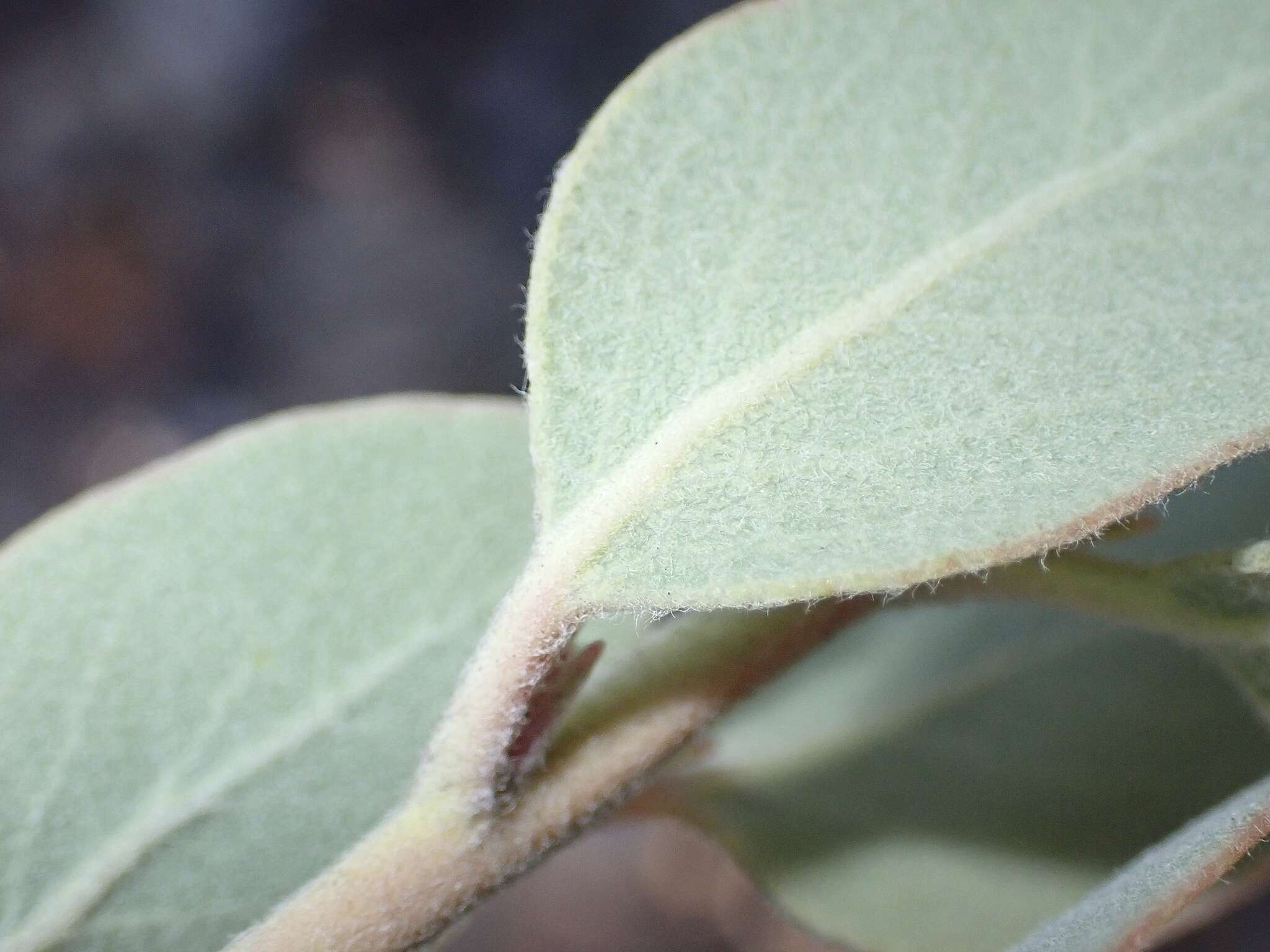 Image of hoary manzanita