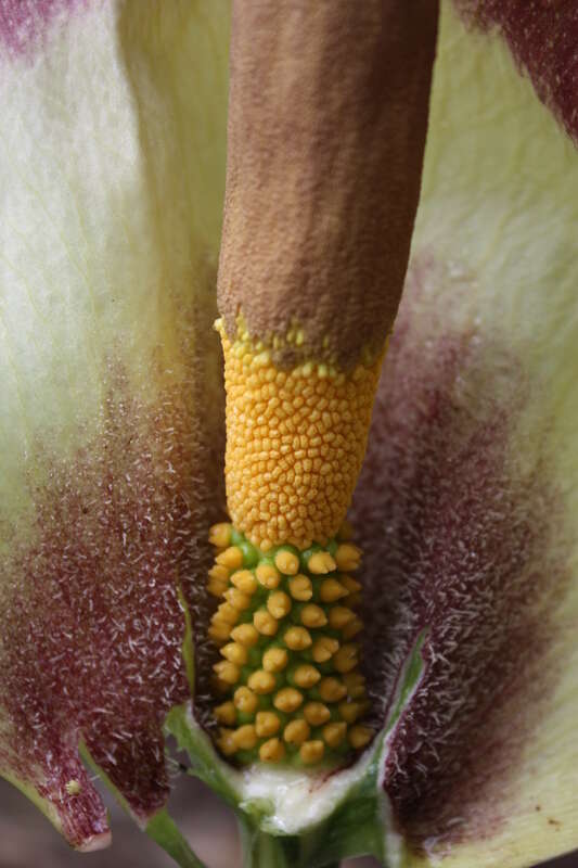 Image of Amorphophallus johnsonii N. E. Br.