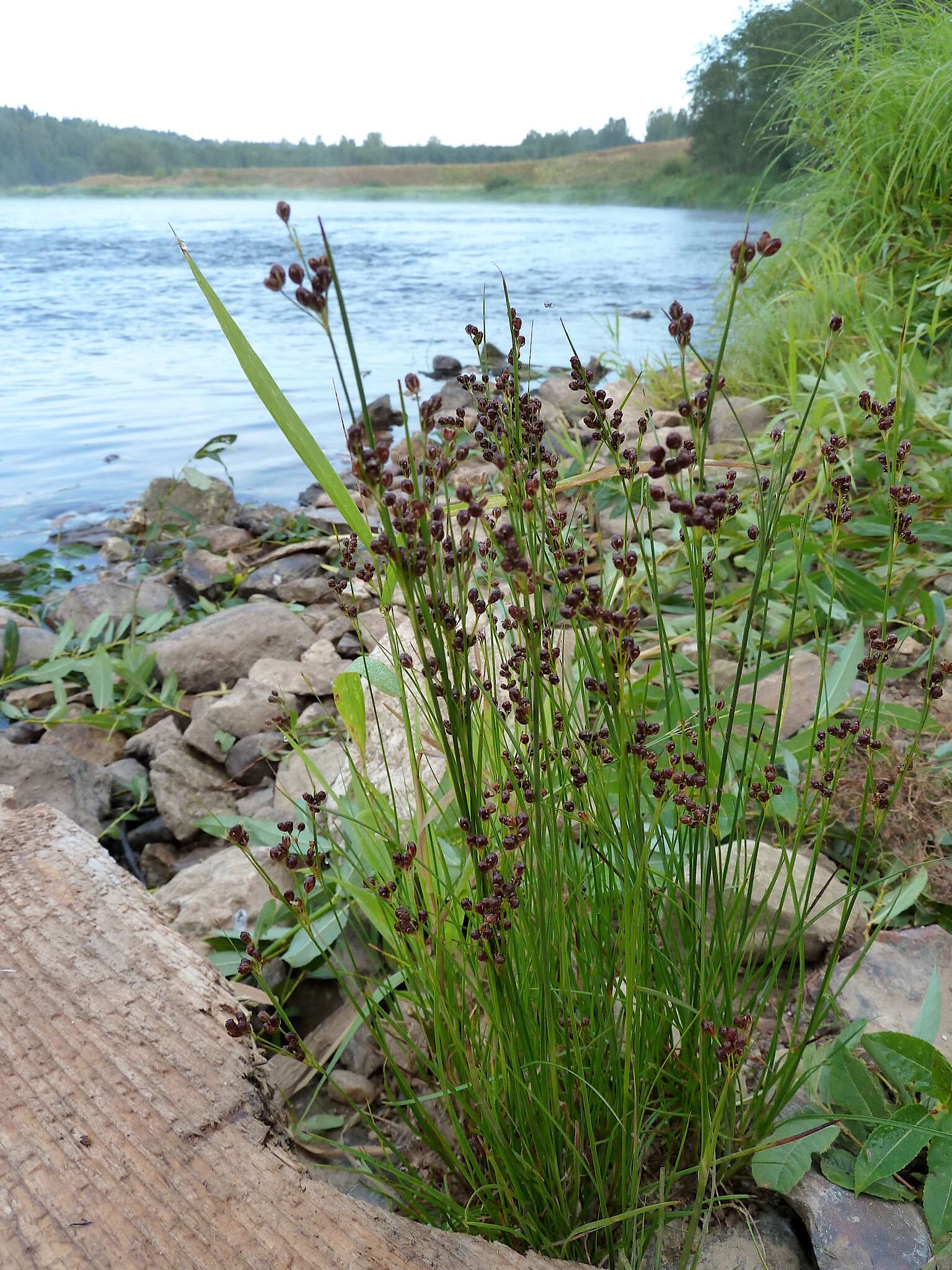 Image of Round-fruited Rush