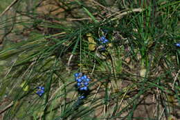 Слика од Liriope graminifolia (L.) Baker