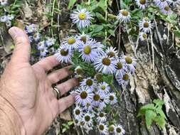 Image of Vreeland's erigeron