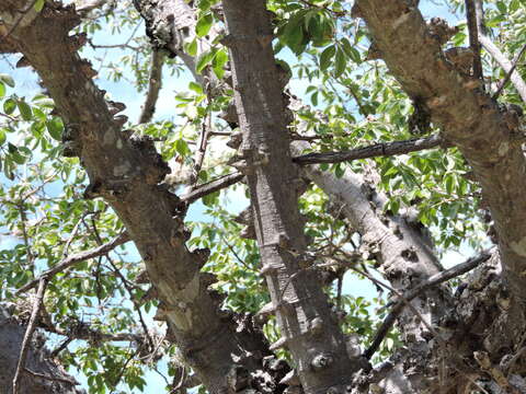 Image of Ceiba aesculifolia subsp. parvifolia (Rose) P. E. Gibbs & Semir