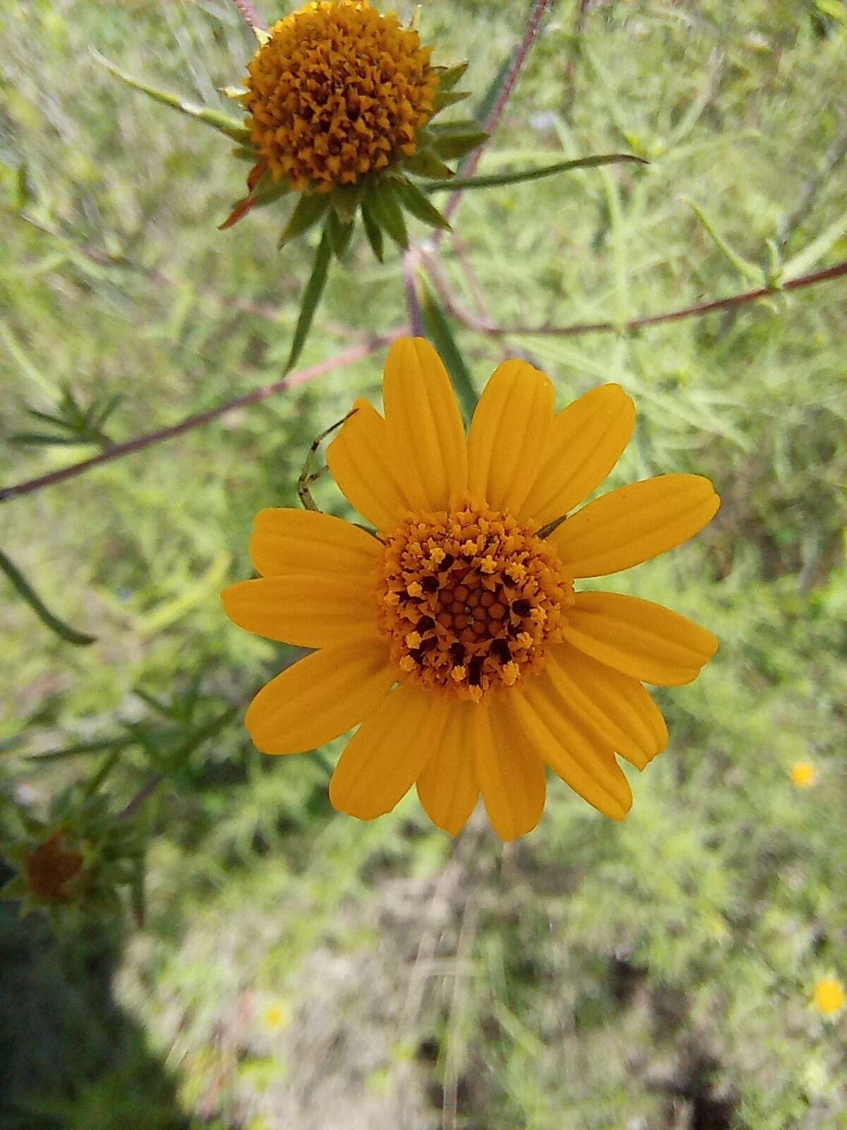 Слика од Aldama linearis (Cav.) E. E. Schill. & Panero