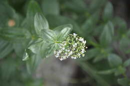 Plancia ëd Galium rubioides L.