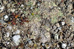 Image de Agrostis muscosa Kirk