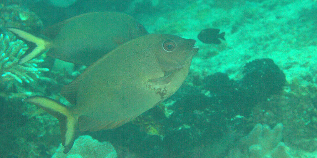 Image of Fine-spotted rabbitfish