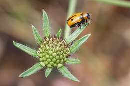 Image of <i>Macrolenes dentipes</i>