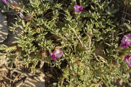 Imagem de Astragalus wittmannii R. C. Barneby