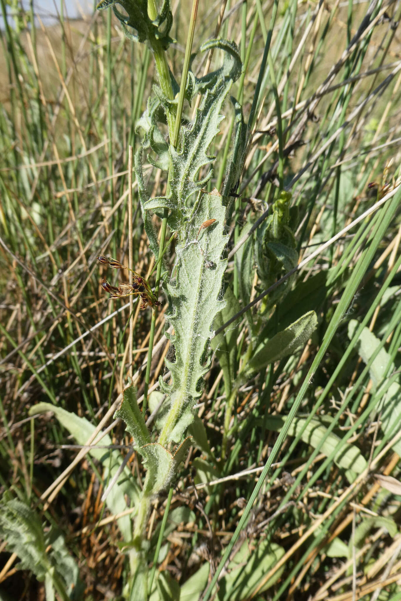 Image of Senecio carpetanus Boiss. & Reut.