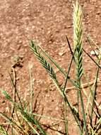 Image of desert wheatgrass