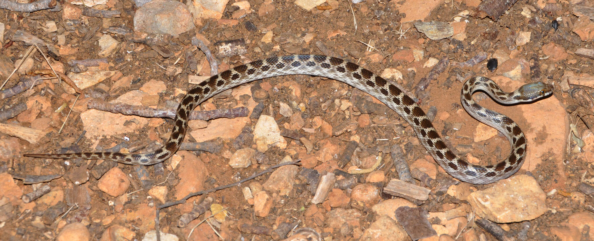 Sivun Madagascarophis ocellatus Domergue 1987 kuva